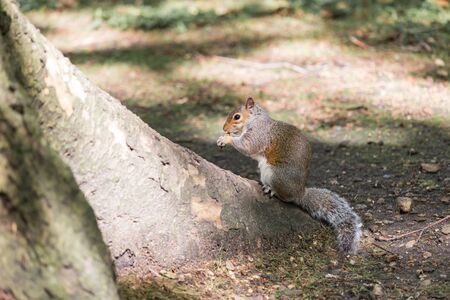 Squirrel eating nut seed on the root of a tree.の写真素材