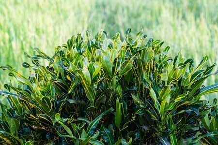 croton leaves fence on green fields backgroundの写真素材