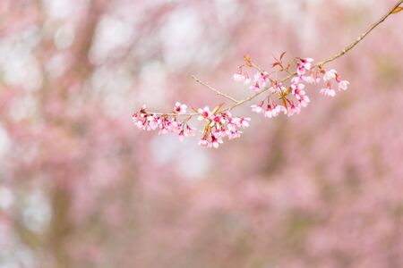 Wild himalayan cherry on tree in Thailand in the morning light.の写真素材