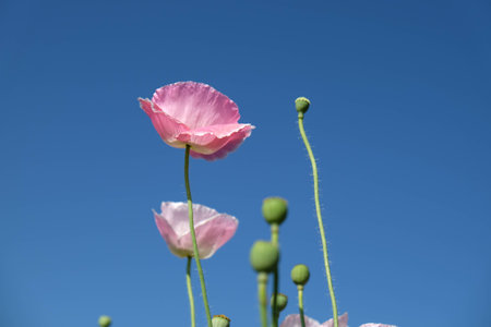Pink poppies with buds against the blue sky.の写真素材