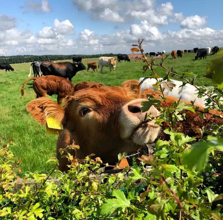 Cows on a green meadow in summer with blue sky and cloudsの写真素材