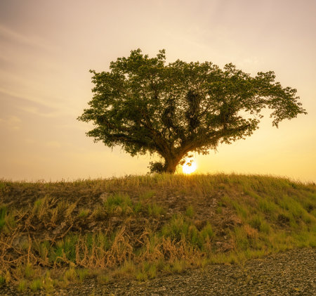 Sunset over a tree in the countryside of Kenya, Africa.の写真素材