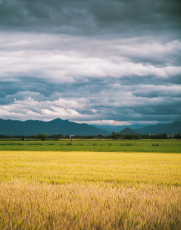 Rice field with cloudy sky background, Thailand. (Vintage tone)