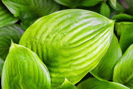 Green leaves of hosta close-up. Background and texture.の写真素材