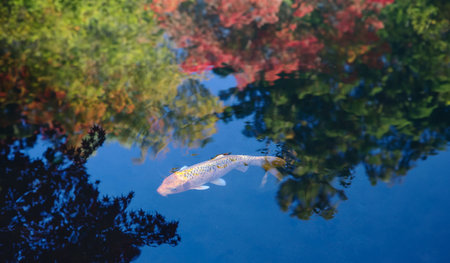 Koi fish swimming in the pond with reflection of autumn leaves.