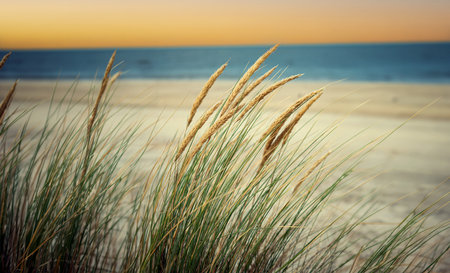 Dune grass on the beach at sunset. Selective focus.の写真素材