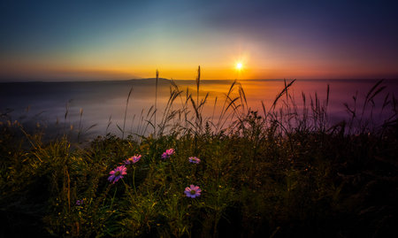 Sunrise over the sea with flowers in the foreground, Crimea, Ukraine