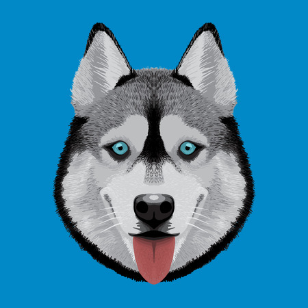 cute husky illustrationのイラスト素材
