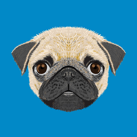 pug dog illustration drawingsのイラスト素材