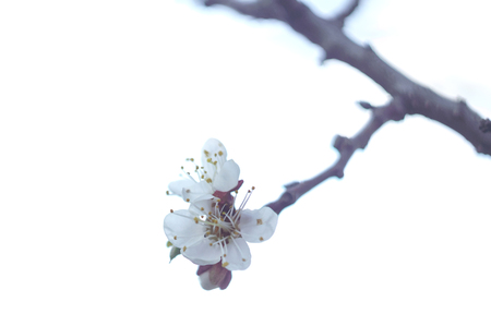 blossom branch sakuraの写真素材
