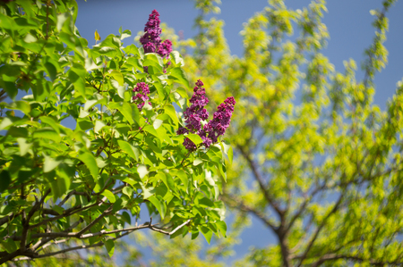 blossom blooming branches lilac on blue sky in spring timeの写真素材
