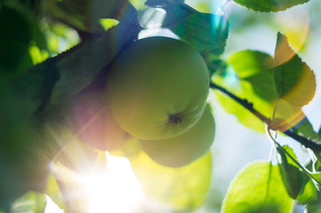 close up green apple grow on tree with sun flares in sunny summer dayの写真素材