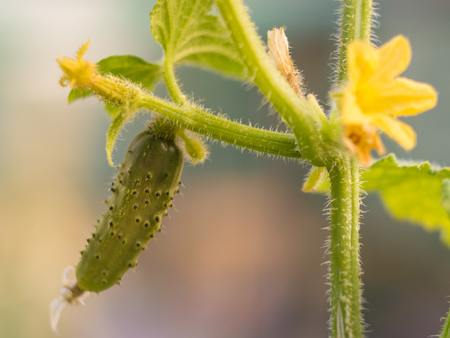 growing cucumber green on bush with isolated focusの写真素材