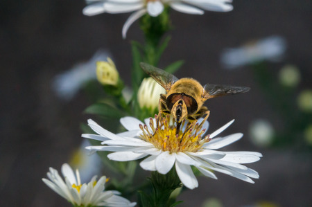 blossom white flower with bee in the garden in springtime summer with sun shineの写真素材