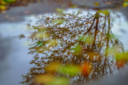 autumn leaves in puddle with mirrored treeの写真素材