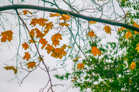 yellow autumn leaves on tree with empty branchの写真素材
