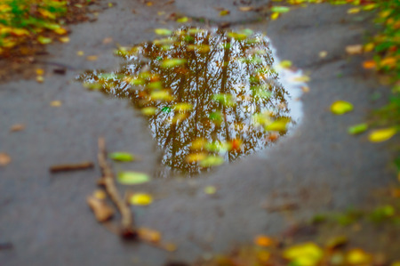 autumn leaves in puddle with mirrored treeの写真素材