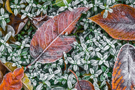frost on green leaves in early winter with soft focus backgroundの写真素材