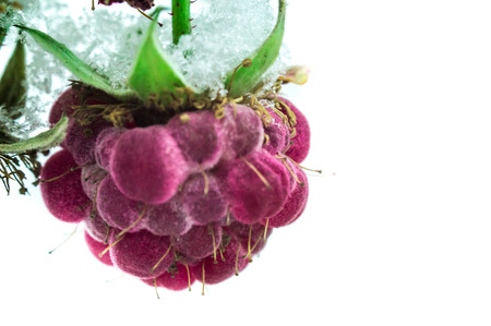 raspberry on a white background macro photo with snowの写真素材