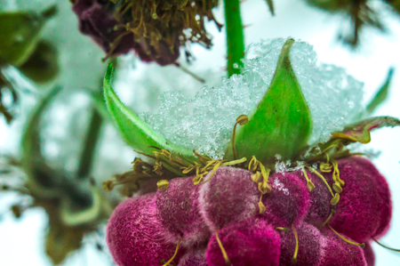 raspberry on a white background macro photo with snowの写真素材