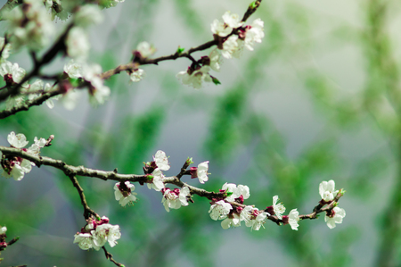 blossom spring apple tree branch with blur backgroundの写真素材