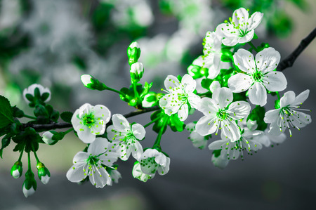 Blossom cherry tree branch with flowers. Sakura in spring and sunshine with a blur background.