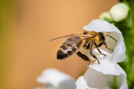 macro photo of bee on white flowerの写真素材