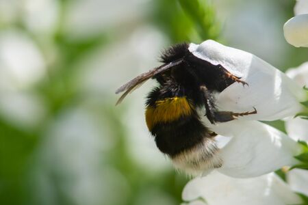 macro photo of bumblebee on white flower