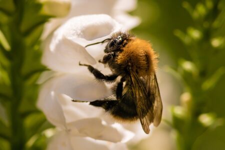 macro photo of bumblebee on white flowerの写真素材