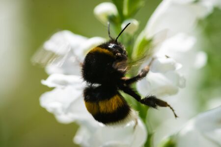 macro photo of bumblebee on white flowerの写真素材