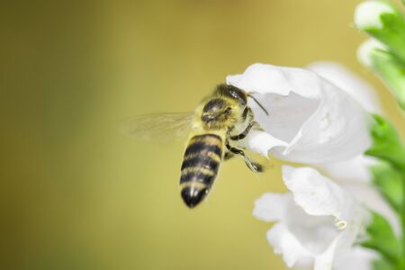 macro photo of bee on white flower