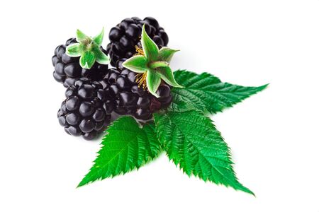 blackberry with green leaf isolated on white backgroundの写真素材