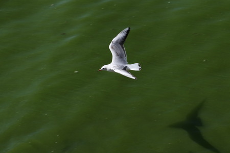 Flying seagullsの写真素材