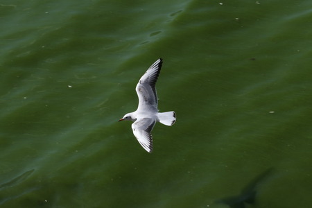 Seagull flying over the seaの写真素材