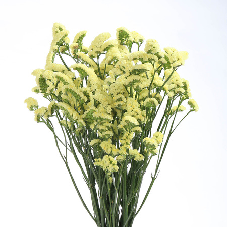Dried flowersの写真素材