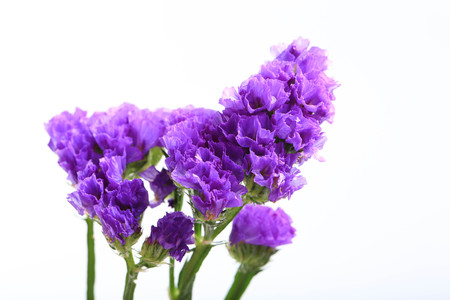 Dried flowersの写真素材