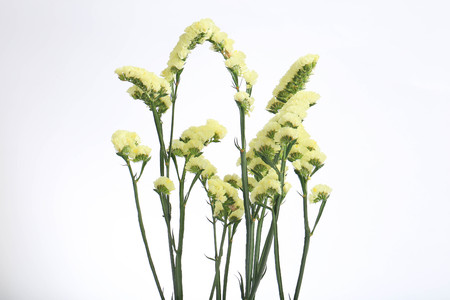 Dried flowersの写真素材