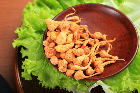 Cordyceps flowerの写真素材