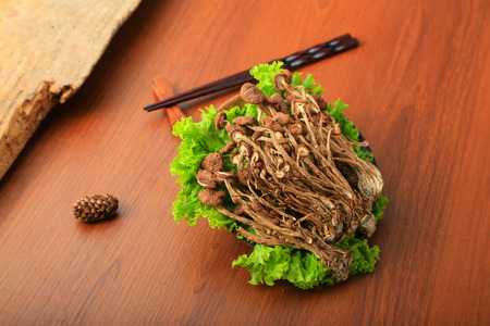 Agrocybe chaxingu on white backgroundの写真素材
