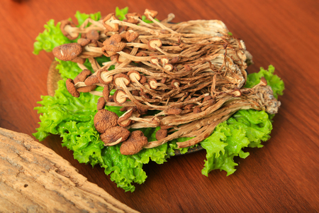 Agrocybe chaxingu on white backgroundの写真素材