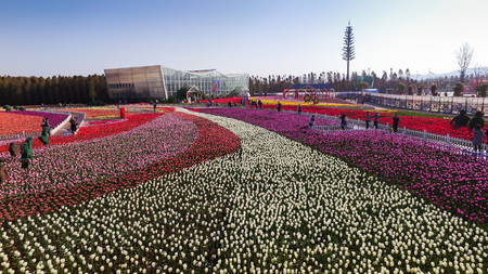Tulip at gardenのeditorial素材