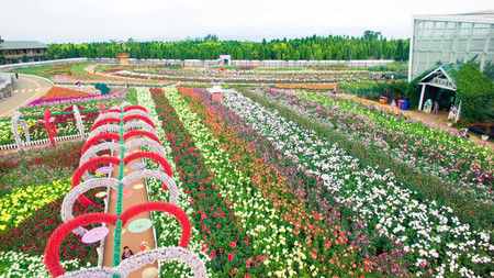 Laoyuhe flower seaのeditorial素材