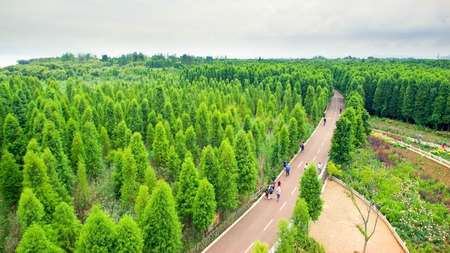 aerial view of Laoyuhe tree forestの写真素材