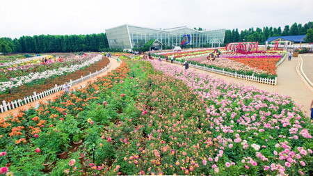 aerial view of Laoyuhe flower seaのeditorial素材
