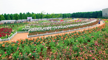 aerial view of Laoyuhe flower seaのeditorial素材