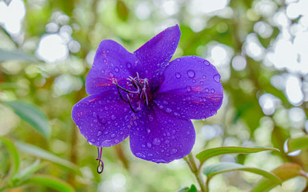 Purple flower with water drops on the petals and blurred backgroundの写真素材