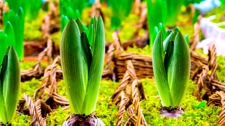 flower background. Growing hyacinth. flower shop. Flowers for sale.
