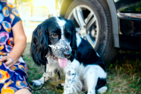 English springer spaniel. Working english springer spaniel licking her face.の写真素材