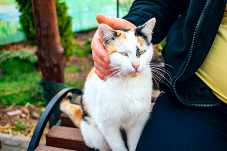 An orange and white cat purrs happily while being pettedの写真素材