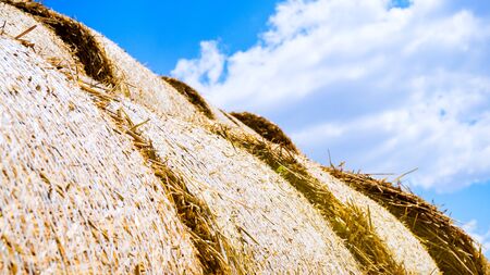 Round straw bales on field. Summer landscape.の写真素材